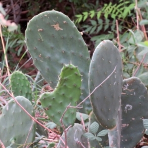 Opuntia stricta at Gilmore, ACT - 11 Mar 2021 01:36 PM