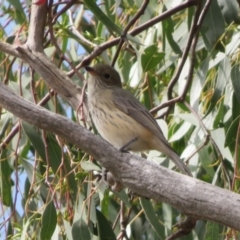 Pachycephala rufiventris (Rufous Whistler) at Gilmore Paddocks - 11 Mar 2021 by RodDeb