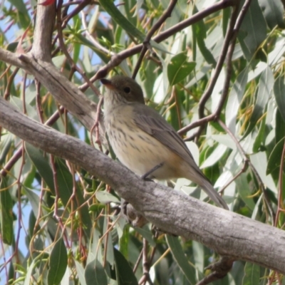 Pachycephala rufiventris (Rufous Whistler) at Gilmore, ACT - 11 Mar 2021 by RodDeb