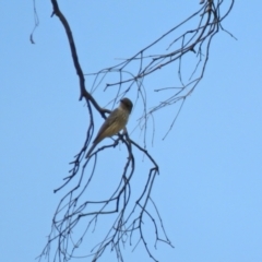 Pachycephala rufiventris at Gilmore, ACT - 11 Mar 2021