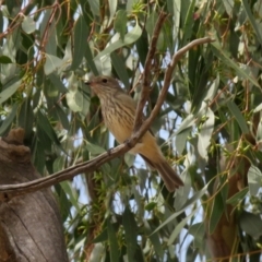 Pachycephala rufiventris at Gilmore, ACT - 11 Mar 2021