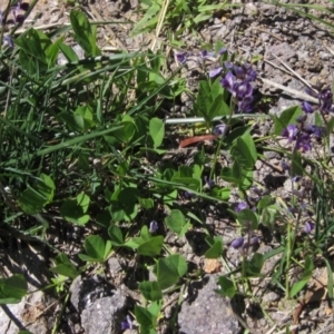 Glycine tabacina at Holt, ACT - 26 Feb 2021