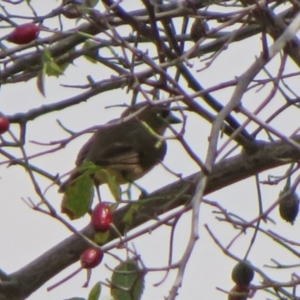 Aphelocephala leucopsis at Gilmore, ACT - 11 Mar 2021