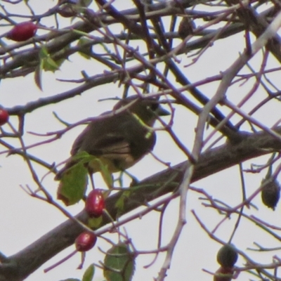 Aphelocephala leucopsis (Southern Whiteface) at Gilmore Paddocks - 11 Mar 2021 by RodDeb