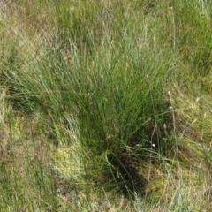 Carex appressa (Tall Sedge) at Holt, ACT - 26 Feb 2021 by pinnaCLE