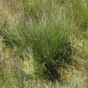Carex appressa at Holt, ACT - 26 Feb 2021