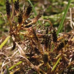 Cyperus sanguinolentus (A Sedge) at Holt, ACT - 26 Feb 2021 by pinnaCLE