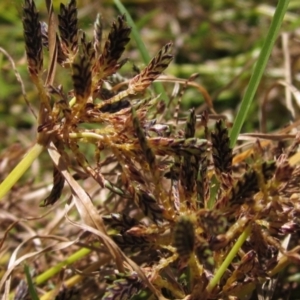 Cyperus sanguinolentus at Holt, ACT - 26 Feb 2021