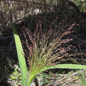 Panicum capillare/hillmanii at Holt, ACT - 26 Feb 2021