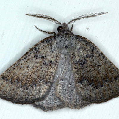 Furcatrox (genus) (A Cape moth (Diptychini) at Ainslie, ACT - 10 Mar 2021 by jb2602