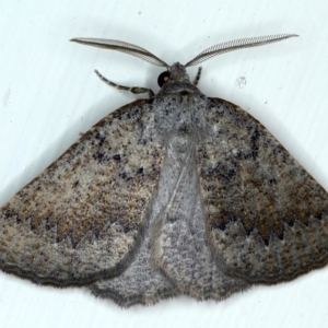 Furcatrox (genus) at Ainslie, ACT - 10 Mar 2021