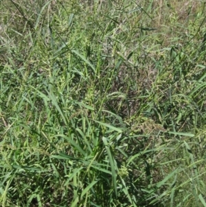 Echinochloa crus-galli at Holt, ACT - 26 Feb 2021 11:23 AM