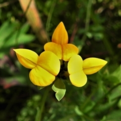 Lotus corniculatus (Birds-Foot Trefoil) at Paddys River, ACT - 8 Mar 2021 by JohnBundock