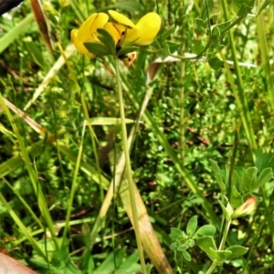 Lotus corniculatus at Paddys River, ACT - 8 Mar 2021 12:55 PM