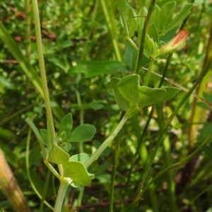 Lotus corniculatus at Paddys River, ACT - 8 Mar 2021