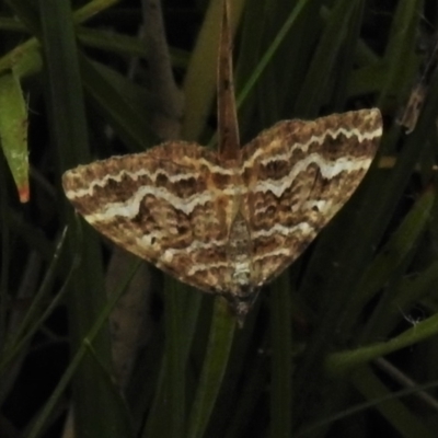 Chrysolarentia heliacaria (Heliacaria Carpet) at Paddys River, ACT - 8 Mar 2021 by JohnBundock