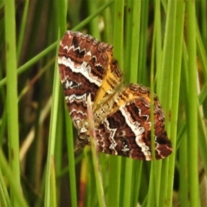 Chrysolarentia vicissata at Paddys River, ACT - 8 Mar 2021