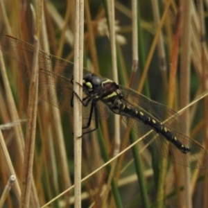 Synthemis eustalacta at Paddys River, ACT - 8 Mar 2021 12:44 PM