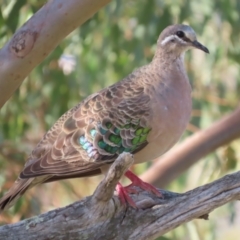 Phaps chalcoptera (Common Bronzewing) at Red Hill Nature Reserve - 10 Mar 2021 by roymcd