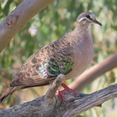 Phaps chalcoptera (Common Bronzewing) at Red Hill Nature Reserve - 10 Mar 2021 by roymcd