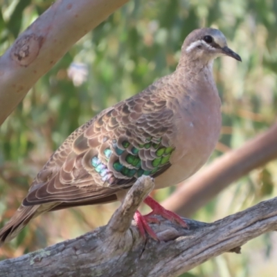 Phaps chalcoptera (Common Bronzewing) at Garran, ACT - 10 Mar 2021 by roymcd