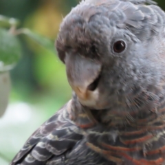 Callocephalon fimbriatum (Gang-gang Cockatoo) at Griffith, ACT - 11 Mar 2021 by roymcd