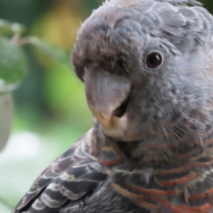 Callocephalon fimbriatum at Griffith, ACT - 11 Mar 2021