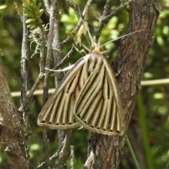 Amelora leucaniata (Striped Cape-moth) at Paddys River, ACT - 8 Mar 2021 by JohnBundock