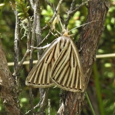 Amelora leucaniata (Striped Cape-moth) at Paddys River, ACT - 8 Mar 2021 by JohnBundock