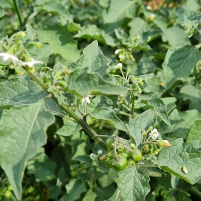 Solanum nigrum (Black Nightshade) at Symonston, ACT - 10 Mar 2021 by Mike