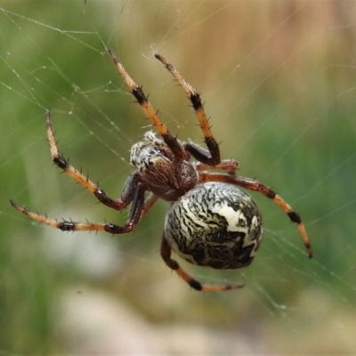 Salsa fuliginata (Sooty Orb-weaver) at Gibraltar Pines - 8 Mar 2021 by JohnBundock