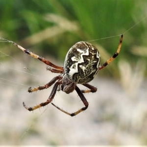 Salsa fuliginata at Paddys River, ACT - 8 Mar 2021 12:39 PM