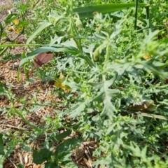 Solanum triflorum (Three-flowered Nightshade) at Isaacs Ridge and Nearby - 10 Mar 2021 by Mike