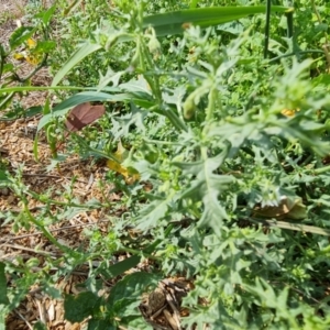 Solanum triflorum at Symonston, ACT - 11 Mar 2021