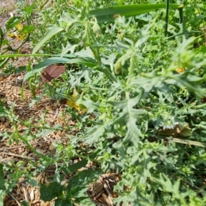 Solanum triflorum at Symonston, ACT - 11 Mar 2021 10:12 AM