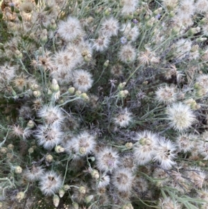 Vittadinia gracilis at Watson, ACT - 10 Mar 2021