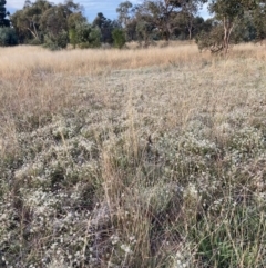 Vittadinia gracilis at Watson, ACT - 10 Mar 2021