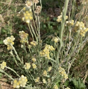 Pseudognaphalium luteoalbum at Watson, ACT - 10 Mar 2021