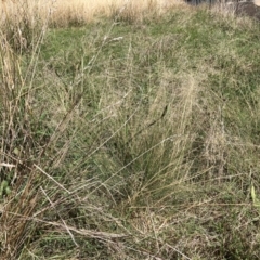 Eragrostis curvula (African Lovegrass) at Watson, ACT - 10 Mar 2021 by waltraud