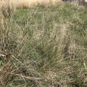 Eragrostis curvula at Watson, ACT - 10 Mar 2021