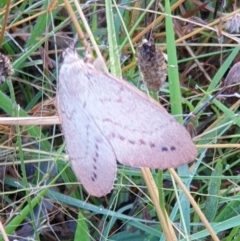 Entometa apicalis (Gum Snout Moth) at Holt, ACT - 22 Feb 2021 by drakes