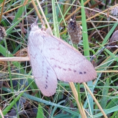 Entometa apicalis (Gum Snout Moth) at Mount Painter - 21 Feb 2021 by drakes