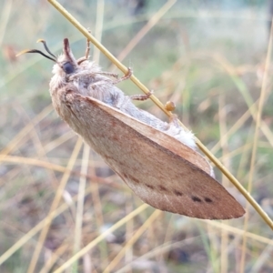 Entometa apicalis at Holt, ACT - 22 Feb 2021