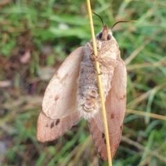 Entometa apicalis at Holt, ACT - 22 Feb 2021 08:15 AM