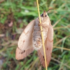 Entometa apicalis at Holt, ACT - 22 Feb 2021