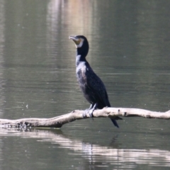 Phalacrocorax carbo (Great Cormorant) at Horseshoe Lagoon and West Albury Wetlands - 9 Mar 2021 by PaulF