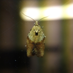 Epiphyas postvittana (Light Brown Apple Moth) at Turner, ACT - 11 Mar 2021 by Angus44