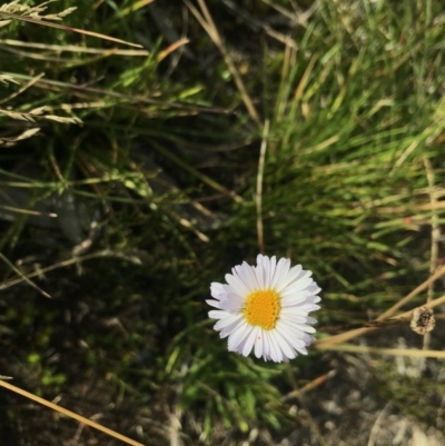 Brachyscome scapigera (Tufted Daisy) at Bimberi, NSW - 6 Mar 2021 by Tapirlord