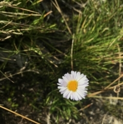 Brachyscome scapigera (Tufted Daisy) at Kosciuszko National Park - 6 Mar 2021 by Tapirlord