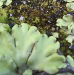 Marchantia berteroana (Liverwort) at Cotter River, ACT - 6 Mar 2021 by Tapirlord